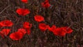 Flowers Red poppies bloom in the wild field. Beautiful field red poppies with selective focus, soft light. Natural Drugs - Opium Royalty Free Stock Photo