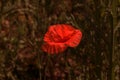 Flowers Red poppies bloom in the wild field. Beautiful field red poppies with selective focus, soft light. Natural Drugs - Opium Royalty Free Stock Photo