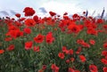 Flowers Red poppies bloom in a wild fields. Many beautiful red poppies. Royalty Free Stock Photo