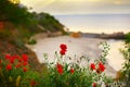 Flowers red poppies blooming on a cliff by the sea overlooking a cozy beach