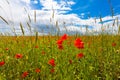 Flowers red poppies blossom on green wild field on the May with blue sky and clouds Royalty Free Stock Photo