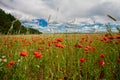 Flowers red poppies blossom on green wild field on the May with blue sky and clouds Royalty Free Stock Photo