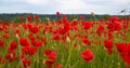 Flowers Red poppies blossom on wild field. Anzac Dat. Remembrance day. Red poppy flower posters, banner, header for Royalty Free Stock Photo