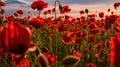 Flowers Red poppies blossom on wild field. Anzac Day memorial poppies. Field of red poppy flowers to honour fallen Royalty Free Stock Photo