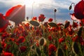 Flowers Red poppies blossom on wild field. Australia New Zealand Army Corps. Red poppy flowerrs and text on white Royalty Free Stock Photo