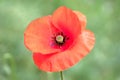 Flowers Red poppies blossom on wild field. Beautiful field red poppies with selective focus. Natural drugs. Royalty Free Stock Photo