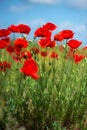 Flowers Red poppies blossom on wild field. Beautiful field red poppies with selective focus. soft light. Natural drugs. Royalty Free Stock Photo