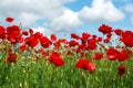 Flowers Red poppies blossom on wild field. Beautiful field red poppies with selective focus. soft light. Natural drugs. Royalty Free Stock Photo