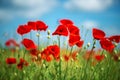 Flowers Red poppies blossom on wild field. Beautiful field red poppies with selective focus. soft light. Natural drugs. Royalty Free Stock Photo