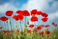 Flowers Red poppies blossom on wild field. Beautiful field red poppies with selective focus. soft light. Natural drugs. Royalty Free Stock Photo