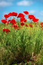 Flowers Red poppies blossom on wild field. Beautiful field red poppies with selective focus. soft light. Natural drugs. Royalty Free Stock Photo