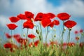 Flowers Red poppies blossom on wild field. Beautiful field red poppies with selective focus. soft light. Natural drugs. Royalty Free Stock Photo