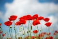 Flowers Red poppies blossom on wild field. Beautiful field red poppies with selective focus. soft light. Natural drugs. Royalty Free Stock Photo