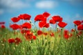 Flowers Red poppies blossom on wild field. Beautiful field red poppies with selective focus. soft light. Natural drugs. Royalty Free Stock Photo