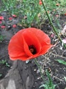 Flowers Red poppies blossom on wild field. Beautiful field red p