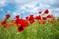 Flowers Red poppies blossom on wild field. Beautiful field red poppies with selective focus. soft light. Natural drugs. Royalty Free Stock Photo