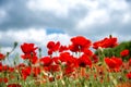 Flowers Red poppies blossom on wild field. Beautiful field red poppies with selective focus. soft light. Natural drugs. Royalty Free Stock Photo