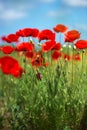 Flowers Red poppies blossom on wild field. Beautiful field red poppies with selective focus. soft light. Natural drugs. Royalty Free Stock Photo