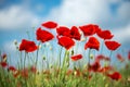 Flowers Red poppies blossom on wild field. Beautiful field red poppies with selective focus. soft light. Natural drugs. Royalty Free Stock Photo