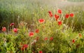 Flowers Red poppies blossom on wild field