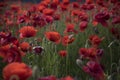 Flowers Red poppies blossom on wild field. Royalty Free Stock Photo