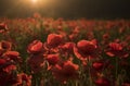 Flowers Red poppies blossom on wild field. Royalty Free Stock Photo