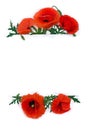 Flowers red poppies corn poppy, corn rose, field poppy with white paper card note with space for text on a white background.