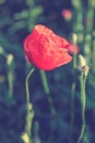 Flowers red poppies in a green field Royalty Free Stock Photo