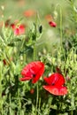 Flowers red poppies in a green field Royalty Free Stock Photo