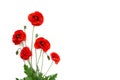 Flowers red poppies Papaver rhoeas, common names: corn poppy, corn rose, field poppy, Flanders poppy, red weed, coquelicot, Royalty Free Stock Photo