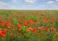 Flowers red poppies ( Papaver rhoeas, corn poppy, field poppy, coquelicot ) on field with butterflies Royalty Free Stock Photo
