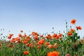 Flowers red poppies  Papaver rhoeas, corn poppy, corn rose, field poppy, red weed, coquelicot  on meadow on a background blue Royalty Free Stock Photo