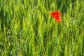 Flowers Red Poppies Papaveraceae blossom on green wheat field.