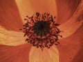 Flowers Red Poppies Papaveraceae blossom. Opium