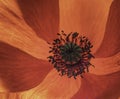 Flowers Red Poppies Papaveraceae blossom. Opium Royalty Free Stock Photo