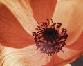 Flowers Red Poppies Papaveraceae blossom. Opium Royalty Free Stock Photo