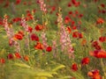 Flowers of red poppies and pink lupines on the field in the rays of the setting sun. Close-up of beautiful flowers in a spring Royalty Free Stock Photo