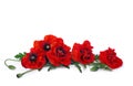 Flowers red poppy and buds ( Papaver rhoeas, corn poppy, corn rose, field poppy, red weed ) on a white background