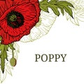 flowers of red poppy. Color red green graphics, vector illustration