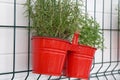 Flowers in red pots hang on the wall Royalty Free Stock Photo