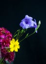 Flowers, red, purple, yellowBlack background Royalty Free Stock Photo