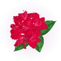 Flowers red rhododendron with leaves on a white background vintage vector illustration editable Royalty Free Stock Photo