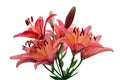 Flowers of red terracotta Daylily isolated on white background Royalty Free Stock Photo