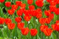 Flowers of red tulips