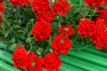 Flowers of red verbena in the summer garden Royalty Free Stock Photo