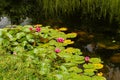 Flowers of a red water lily Nymphaea rubra on a pond on a sunny day Royalty Free Stock Photo