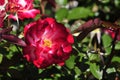 Barona Rose Garden Series - Heart n Soul - Red with White Rosa Centifolia