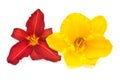 Flowers of red and yellow hemerocallis day-lily Royalty Free Stock Photo