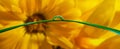 Flowers reflected in rain drops. flower mirroring in drops