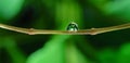 Flowers reflected in rain drops. flower mirroring in drops